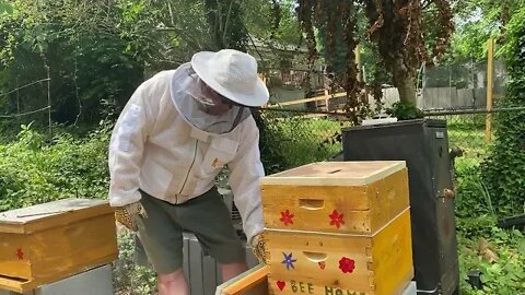 CREATING QUEEN BEES IN 48 HOURS !