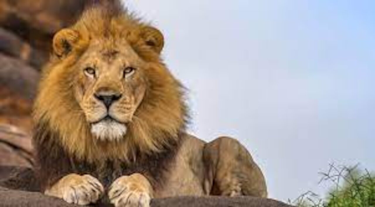 This Lion is Afraid of his Own Reflection in the Water | funny video |