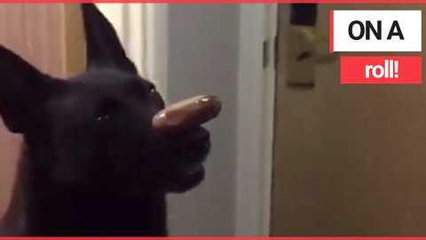 Moment a police dog demonstrates the ultimate test of obedience by balancing a SAUSAGE on his nose