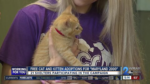 Free cat and kitten adoptions for 'Maryland 2000'