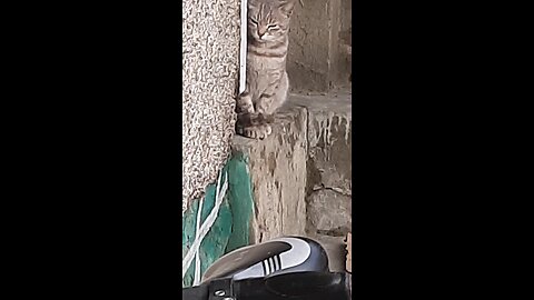 playing with cats in house