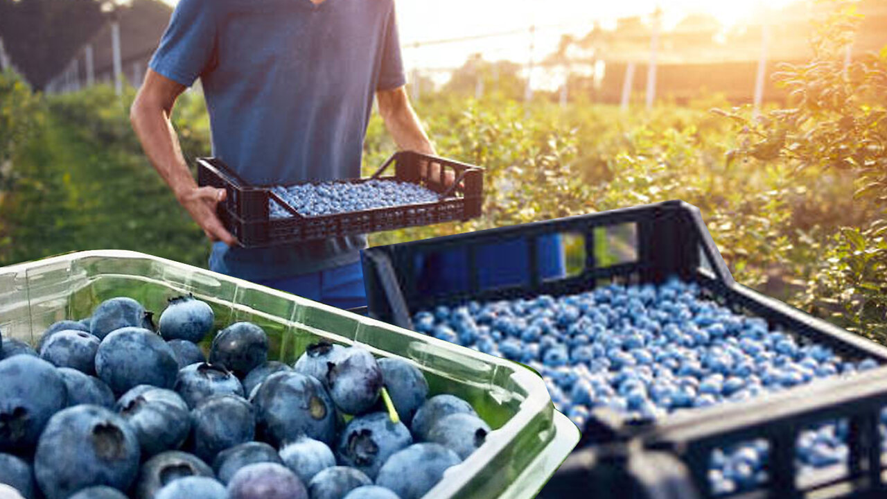 Blueberry Plantation: From Seed to Sweet Reward