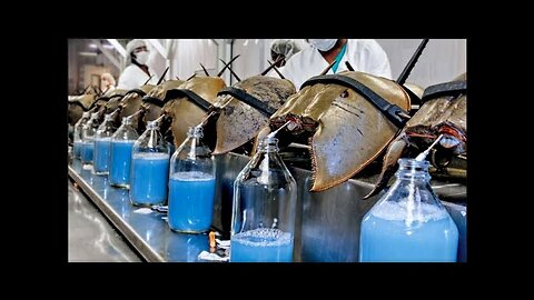 Do you know anything about horseshoe crab?