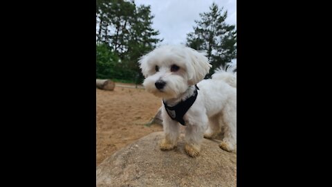 Cute white puppy video