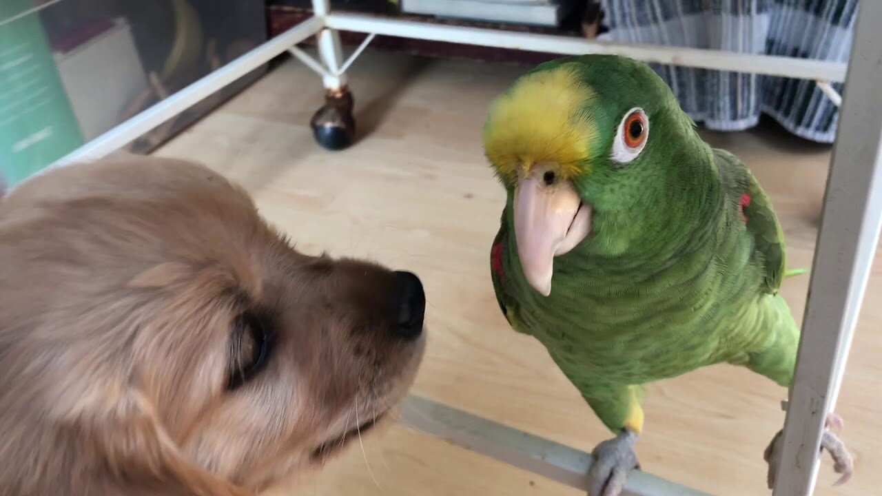 puppy cute Fun with bird