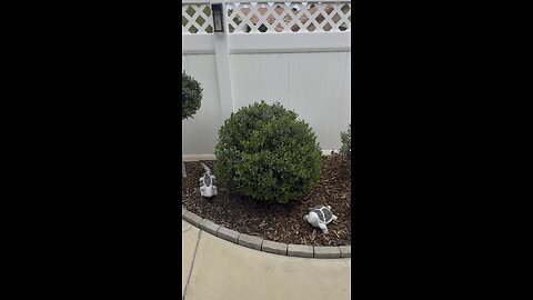 OLIVE TREE “LITTLE OLLIE”