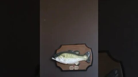 Big Mouth Billy Bass Singing #shorts