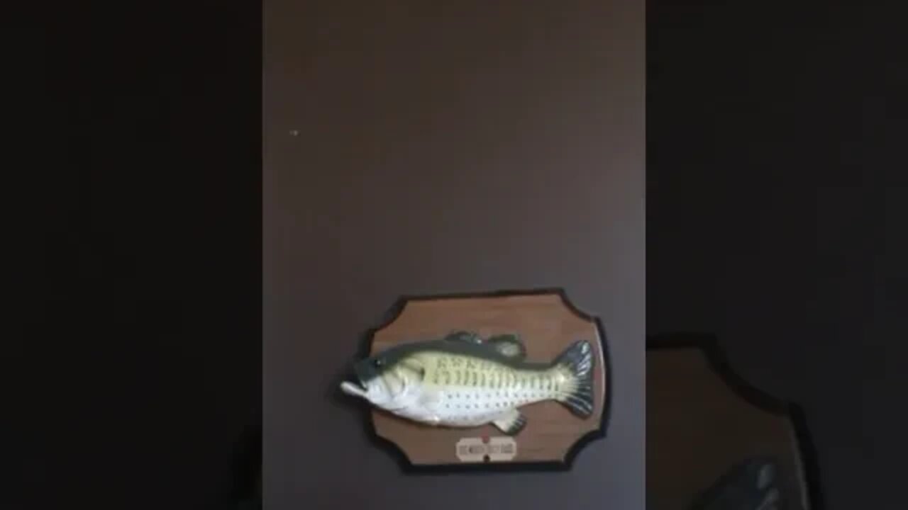 Big Mouth Billy Bass Singing #shorts