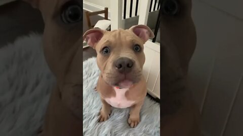 #pitbull #pitbullsofinstagram #dog #dogsofinstagram #dogs #pitbulls #puppy #americanbully