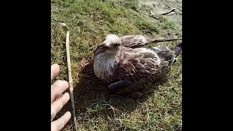 No Birds 🐦 🐦 Were Harmed in This Video