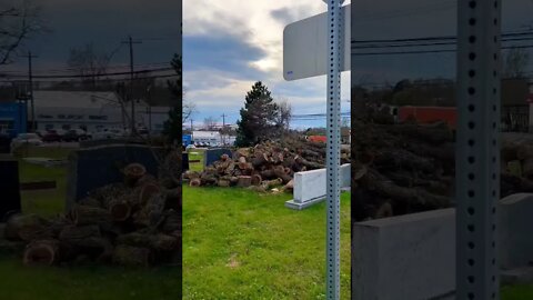 This Tree Got Diced Up