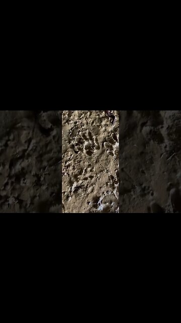 What Animal prints are these?