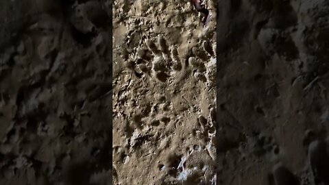 What Animal prints are these?