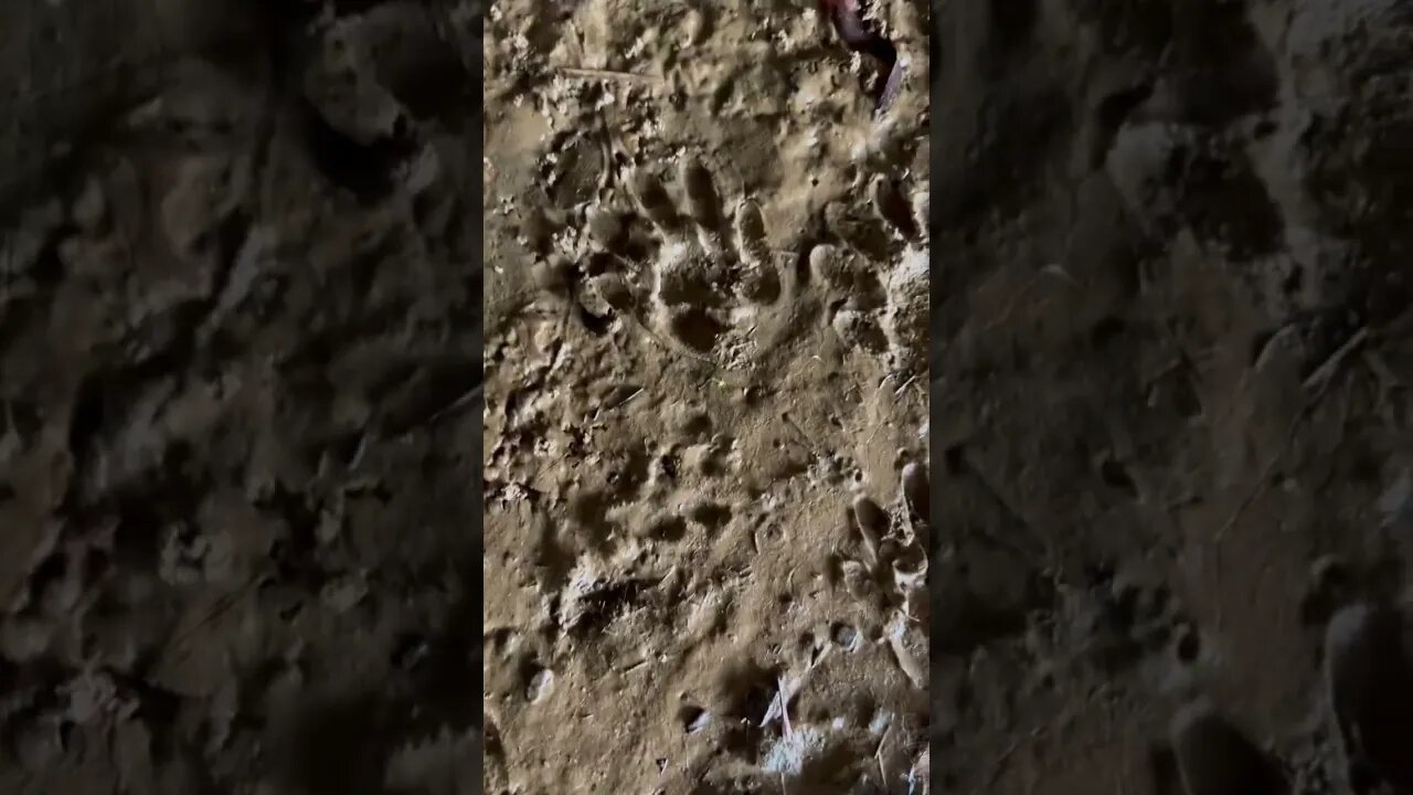 What Animal prints are these?