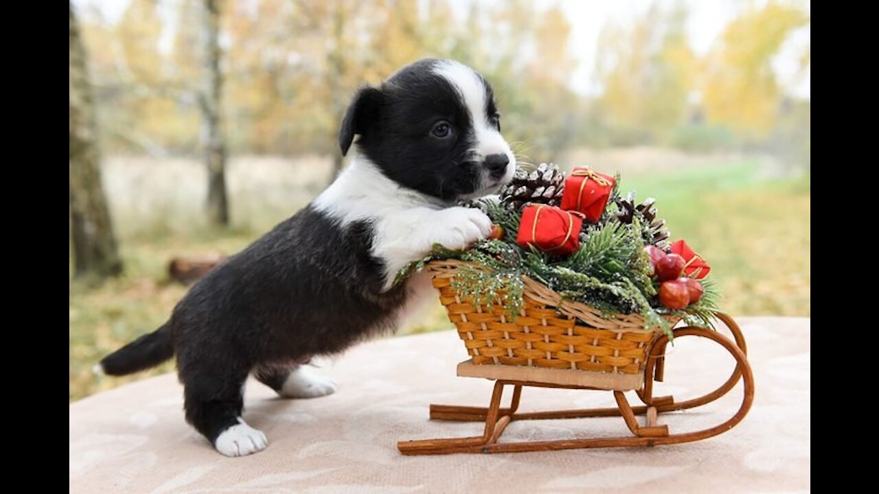Try Not To Laugh At This Ultimate Funny Dog Video Compilation