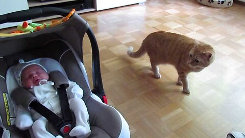 Baby Girl And Her Kitten Brother Are Completely Inseparable