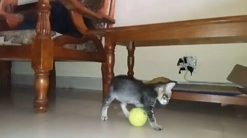Playful Paws: Cat Having a Blast!