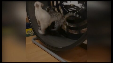 Funny cats 🤣 video