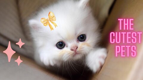 The Cutest Pets!!!