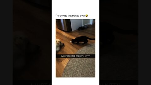 That moment when you don't have winter tires 😂🐶🐈‍⬛