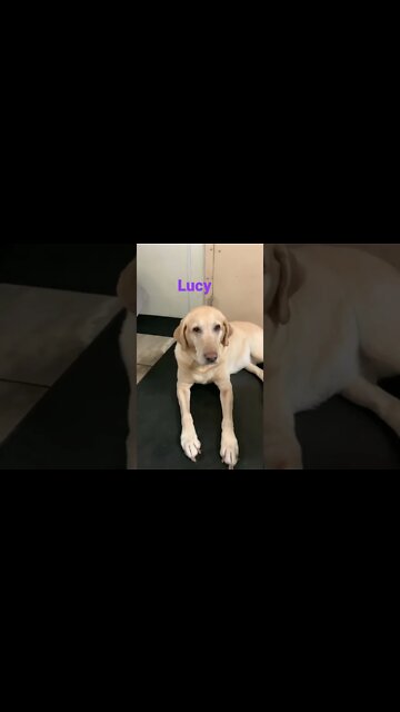 [Shorts 0091] LUCY [#dogs #doggos #doggies #puppies #dogdaycare]