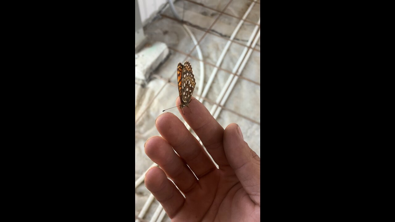 BLM!!! 😂 be free!! Butterfly