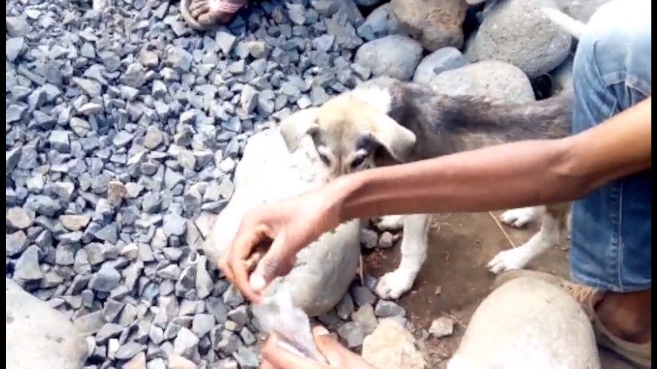 5 niños indigentes no estaban dispuestos a rendirse para salvar a un perrito de la calle