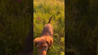 Puppy Life Tiktok ellagolub