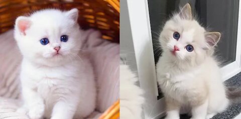 Baby Cats || Cute and Funny Cats Videos