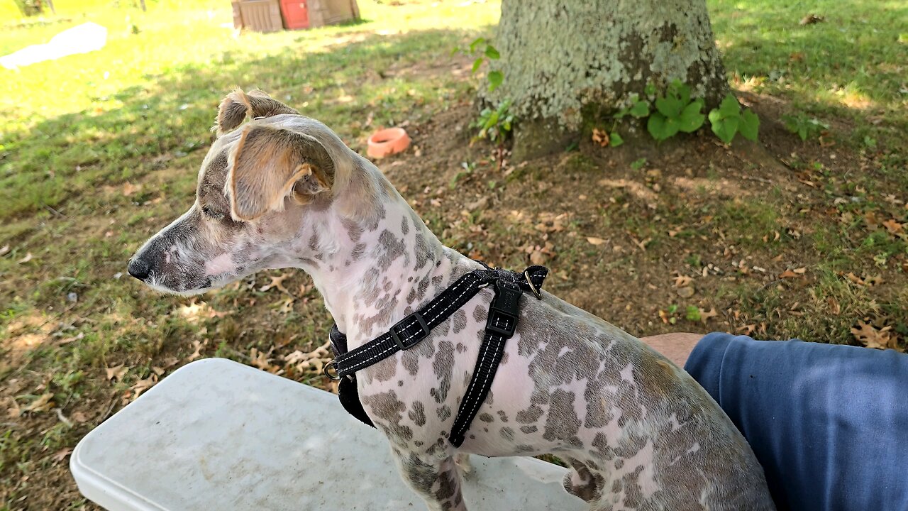 Winston enjoying a cool summer breeze.
