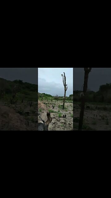 Plantação no roçado milho, feijão, melancia, abóbora #shorts