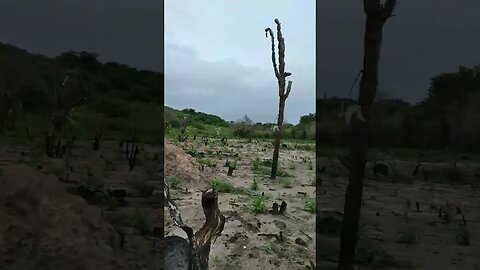 Plantação no roçado milho, feijão, melancia, abóbora #shorts