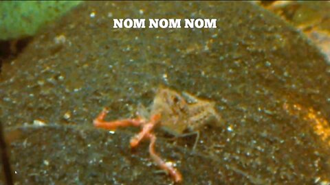 Blood worms feeding time!