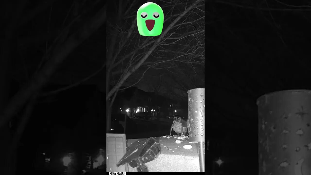 Strange Visitors In My Tree #Shorts 🌲