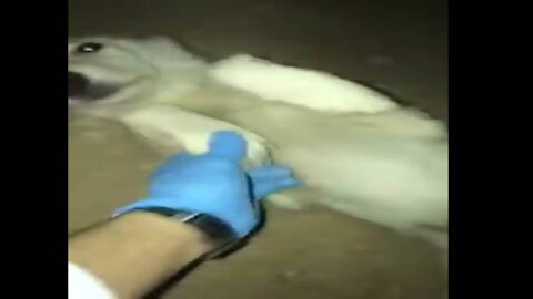 A veterinarian rescues a dog and its pups
