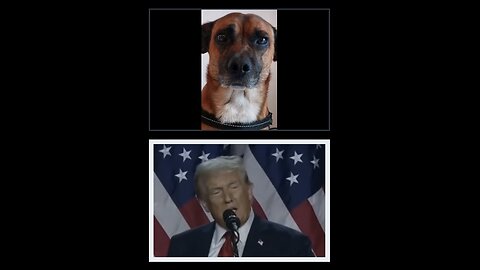 TRUTH PUPS - Trump & Red Wave turn out was TO BIG TO RIG THE ELECTIONS.