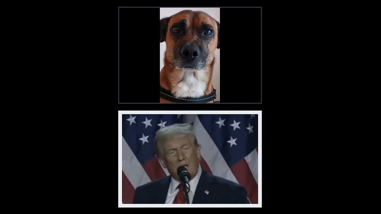 TRUTH PUPS - Trump & Red Wave turn out was TO BIG TO RIG THE ELECTIONS.