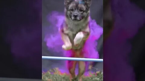 Multi coloured dog #short