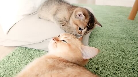 Happy daily life with kitten and family