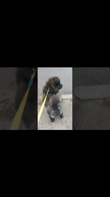 الكلب 🐕 المدرب كيوت روعة