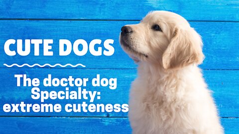 Dog doctor