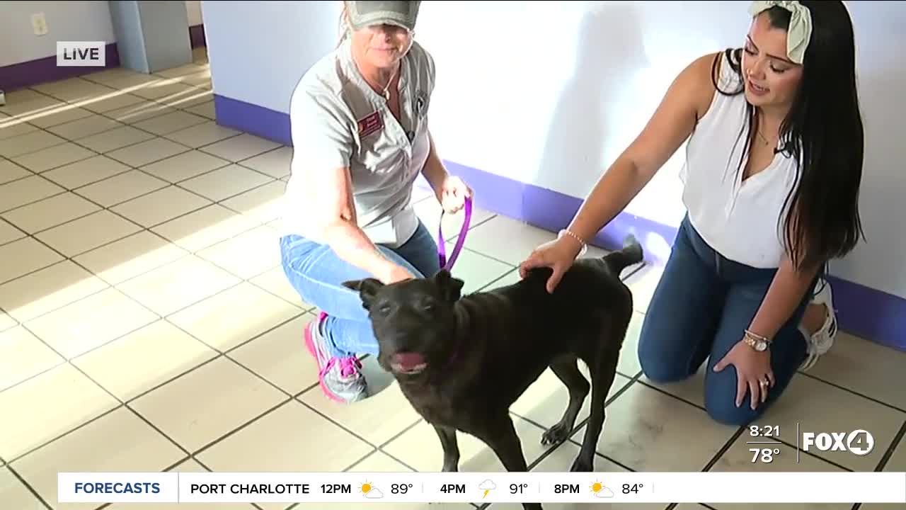 Pet of the Week: Nena