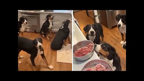 Hungry doggies get super excited about their meatloaf