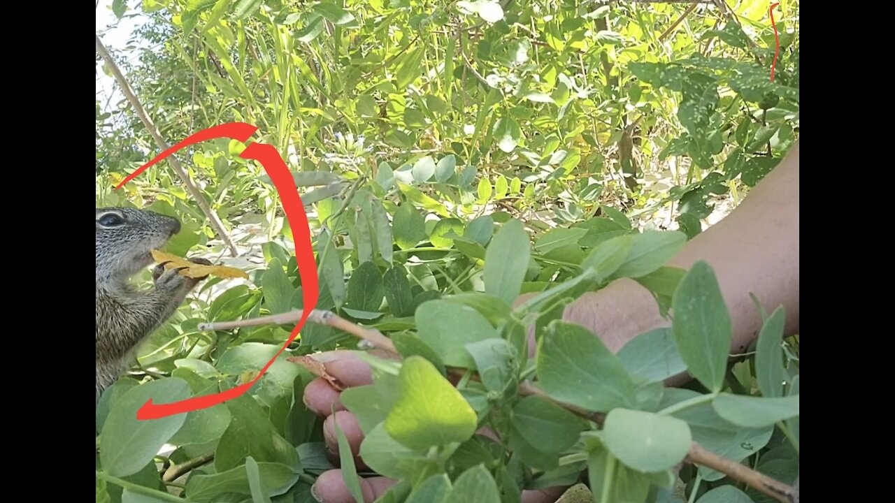 Guy feeding wild squirrels with potatochips
