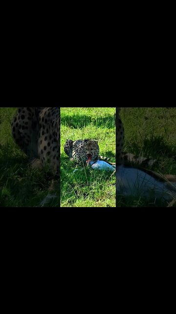 Cheetah Gnaws On A Gazelle #shorts | #ShortsAfrica