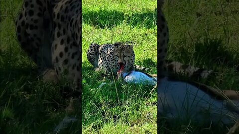 Cheetah Gnaws On A Gazelle #shorts | #ShortsAfrica