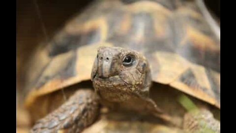 Tartaruga do deserto é animal de estimação desta família