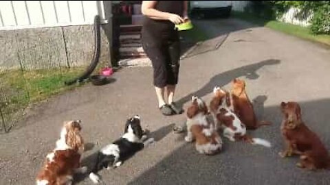 Ecco i cani più educati della Norvegia!