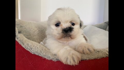 Shih Tzu Dogs and Japanese Kio Fish