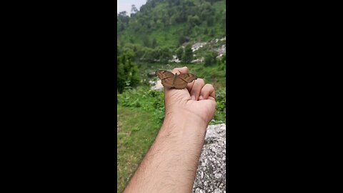 butterfly